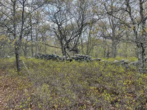 A rocky stone wall surrounded by trees and green foliage in a serene forest setting.