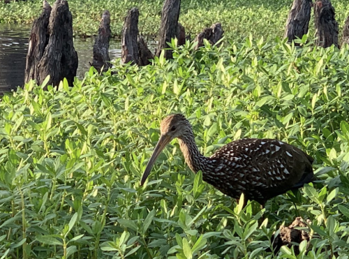A bird with a speckled brown body stands among green vegetation near water, with tree stumps visible in the background.