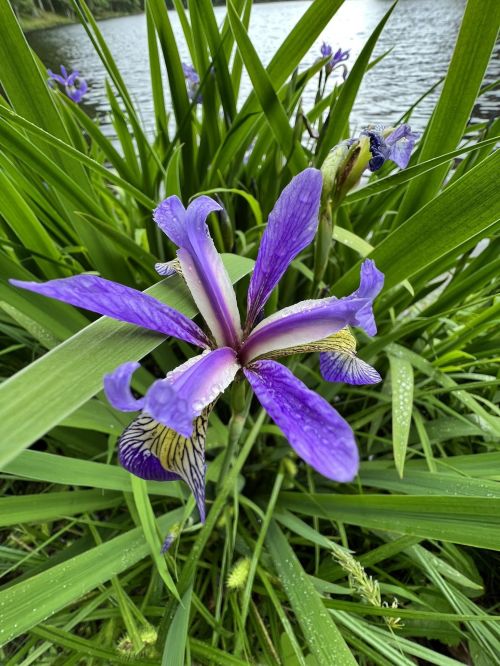 A vibrant purple iris flower surrounded by green leaves, with water droplets glistening on its petals near a lake.