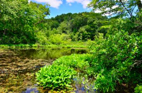 Lush green vegetation surrounds a tranquil pond, reflecting trees and a bright blue sky.