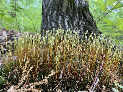 A cluster of moss with slender green and brown stems growing near a tree trunk in a lush forest setting.
