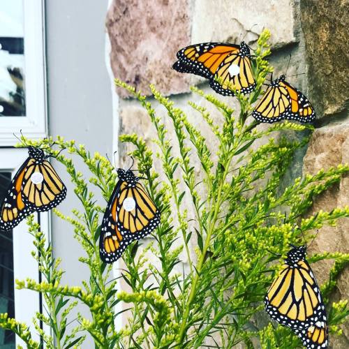 Five monarch butterflies resting on green foliage against a stone wall.
