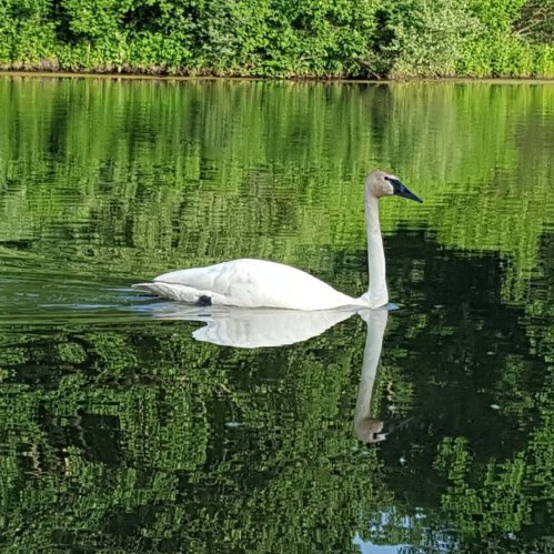 A white swan glides gracefully across a calm, reflective lake surrounded by lush greenery.