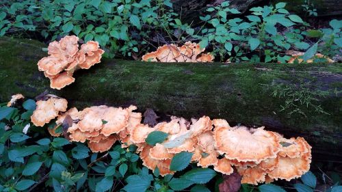 Bright orange mushrooms grow on a moss-covered log, surrounded by green foliage in a forest setting.