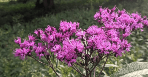 A cluster of vibrant purple flowers blooming against a green background.