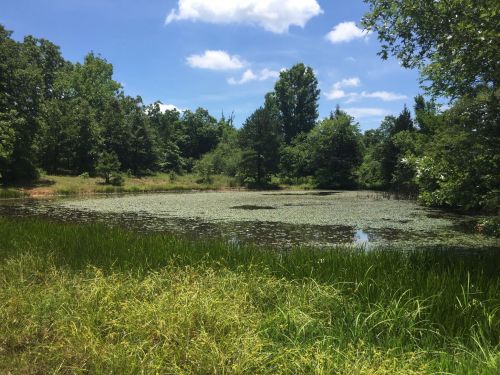 A serene pond surrounded by lush greenery and trees under a bright blue sky with fluffy clouds.
