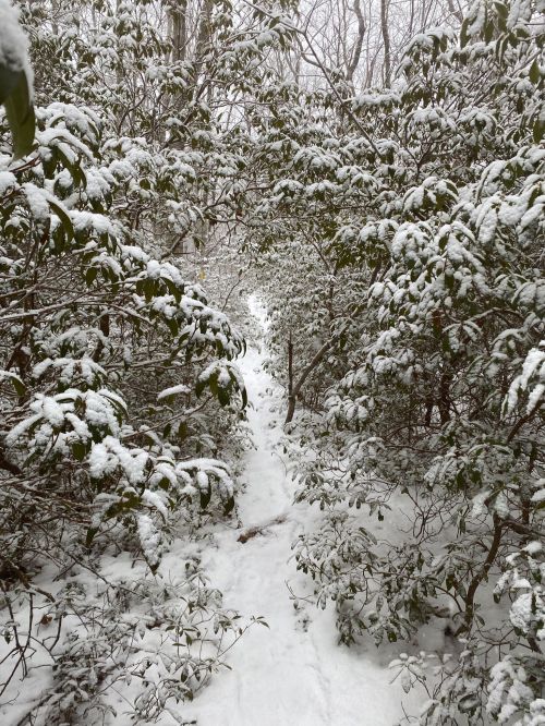 A snowy path winding through dense greenery, with snow-covered leaves and a serene winter atmosphere.