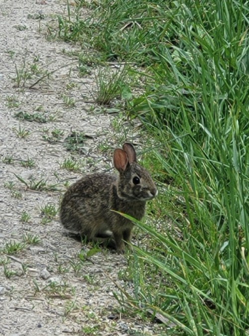 A small brown rabbit sits on a gravel path, surrounded by green grass.