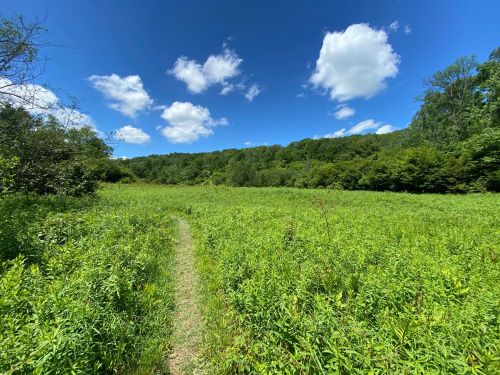 A lush green field with a narrow path, surrounded by trees under a bright blue sky with fluffy white clouds.