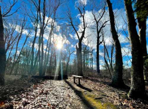 A sunlit forest scene with bare trees, a wooden bench, and a clear blue sky with scattered clouds.