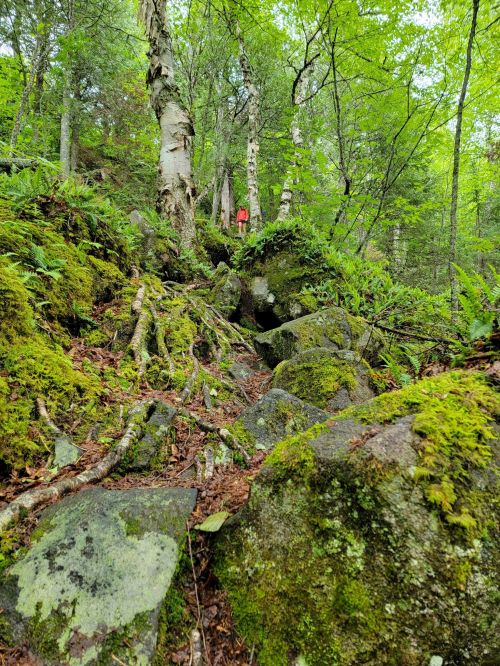 A rocky, moss-covered trail leads through a lush green forest, with a person in red visible in the distance.