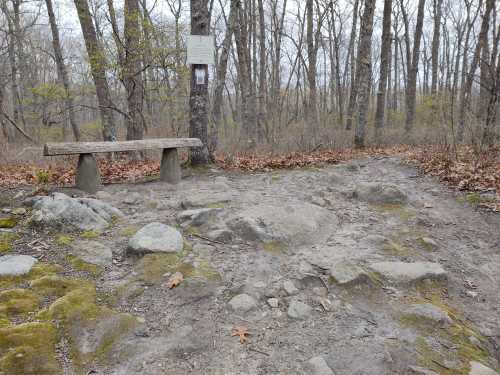 A rustic wooden bench beside a rocky path in a forest, surrounded by bare trees and fallen leaves.