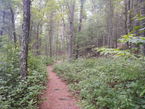 A narrow dirt path winding through a lush green forest with tall trees and dense underbrush.