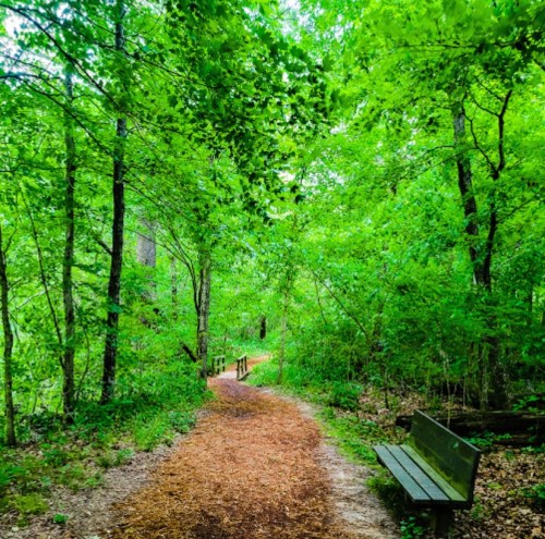 A serene forest path lined with lush green trees, featuring a wooden bench beside the trail.