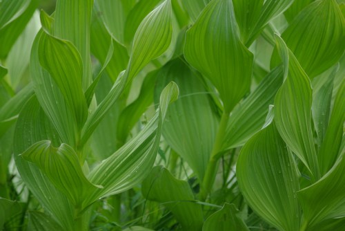 Lush green leaves with wavy edges, creating a vibrant, textured background in a natural setting.