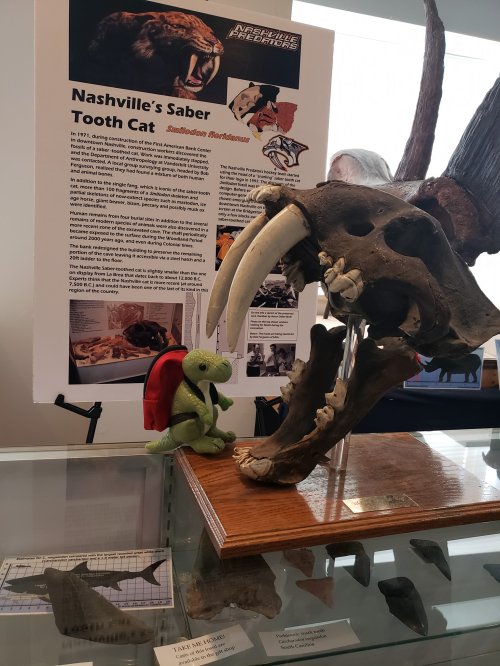 A saber-toothed cat skull displayed with a small green turtle plush toy in front, alongside an informational poster.