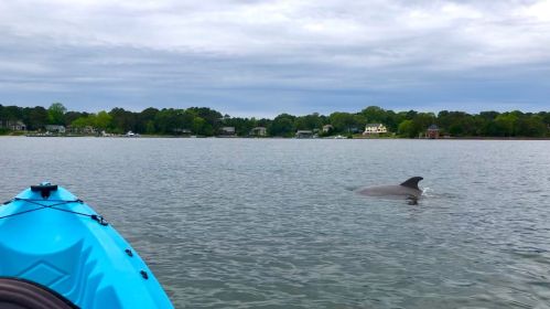 A dolphin surfaces near a kayak on a calm lake, with trees and houses visible in the background under a cloudy sky.