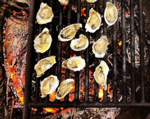Grilled oysters on a barbecue grill, resting on a bed of glowing embers.