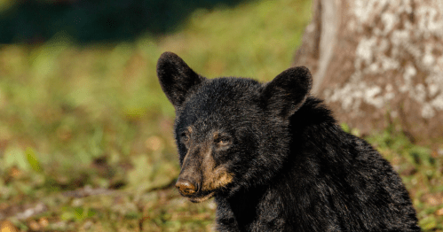 A close-up of a black bear sitting in a natural setting, with soft sunlight highlighting its fur.