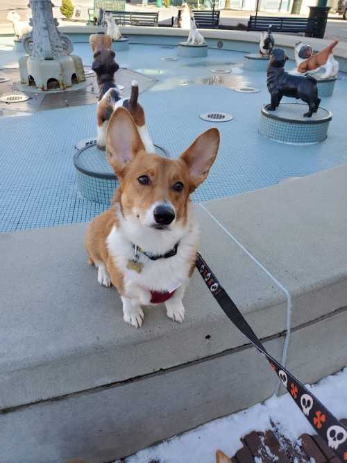 A corgi sits on a ledge by a fountain, surrounded by dog sculptures, with a leash attached.