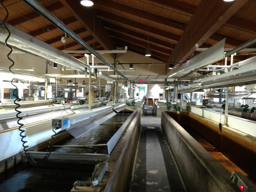 Interior of a large facility with long tanks and overhead lighting, featuring a wooden ceiling and industrial setup.