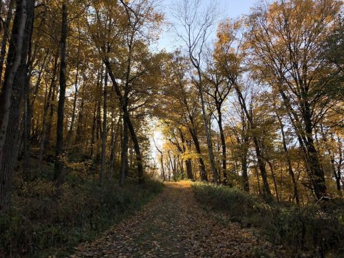 A serene forest path lined with tall trees, showcasing vibrant autumn foliage under a clear blue sky.