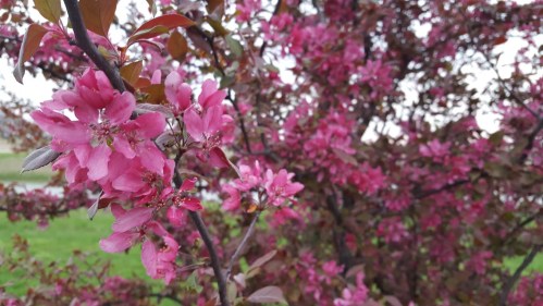 A close-up of pink blossoms on a tree, surrounded by vibrant green leaves and a blurred background.