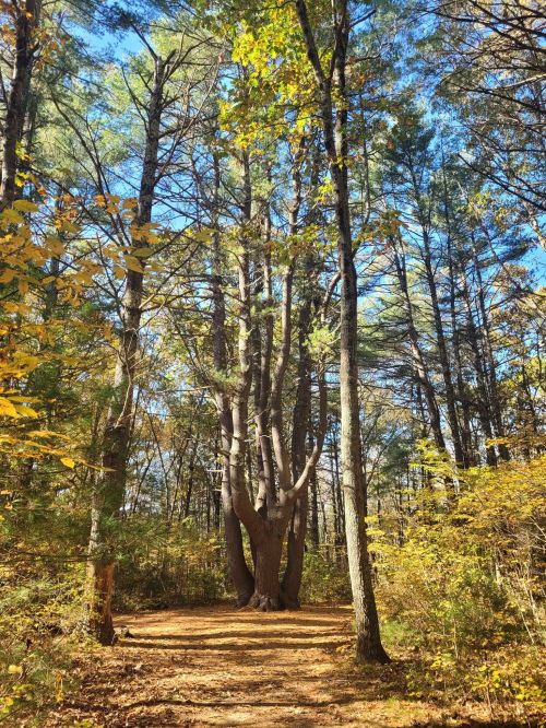 A sunlit forest path surrounded by tall trees with autumn foliage and a clear blue sky above.