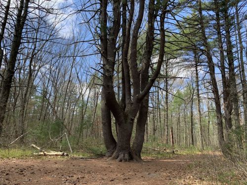 A cluster of tall trees in a forest, with a clear blue sky and scattered clouds above. Ground covered in leaves.