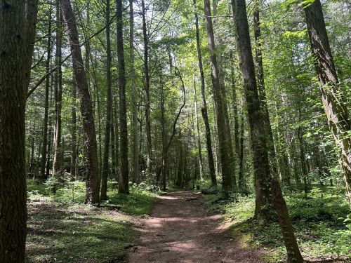 A serene forest path surrounded by tall trees and lush greenery, dappled sunlight filtering through the leaves.