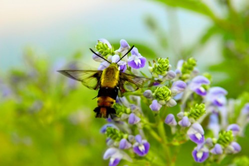 A bee hovering over purple flowers in a lush green garden.