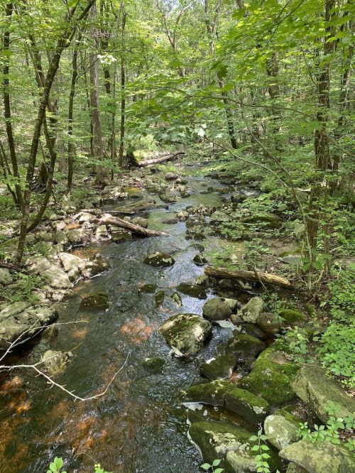 A serene forest stream flows over rocks, surrounded by lush green trees and foliage.