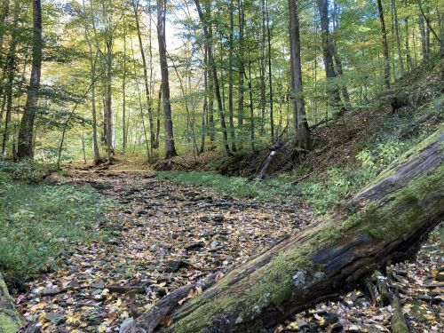 A serene forest scene with trees, a dry creek bed, and fallen leaves on the ground, illuminated by soft sunlight.