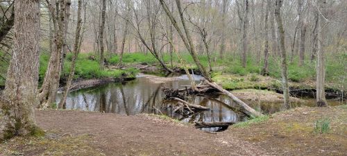 A serene forest scene featuring a calm stream surrounded by trees and greenery, with fallen branches in the water.