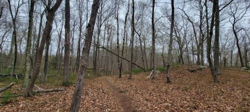 A winding dirt path through a forest with bare trees and fallen leaves on the ground.