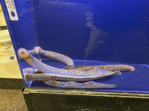 A group of elongated, eel-like creatures in a blue aquarium tank.