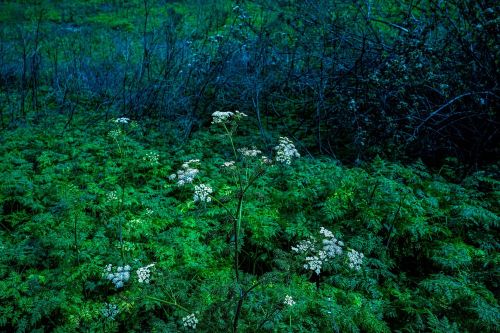 A close-up of delicate white flowers amidst lush green foliage in a dimly lit forest setting.