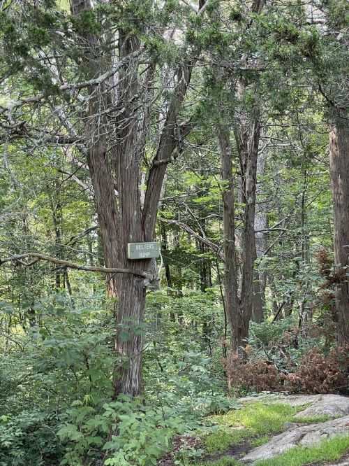 A tree in a forest with a sign reading "Belties Butte" surrounded by lush greenery and rocky terrain.