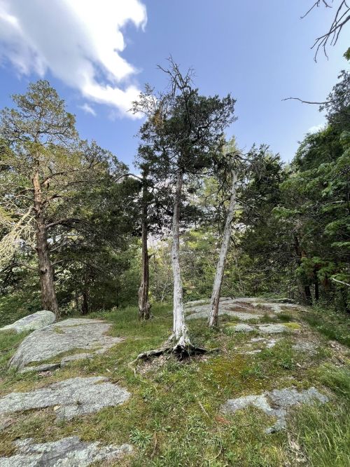Two tall trees stand on rocky ground, surrounded by lush greenery and a blue sky with scattered clouds.