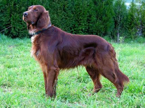 A brown dog stands proudly in a grassy field, with trees in the background.