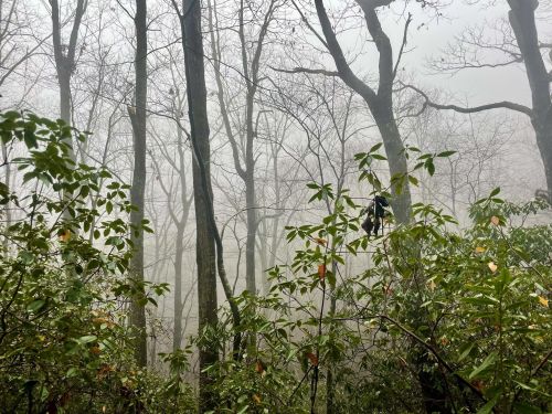 A misty forest scene with bare trees and lush green foliage in the foreground, creating a serene, foggy atmosphere.