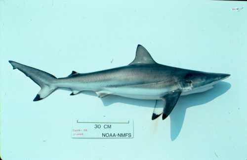 A 30 cm shark specimen displayed on a white background with a label reading "NOAA-NMFS."