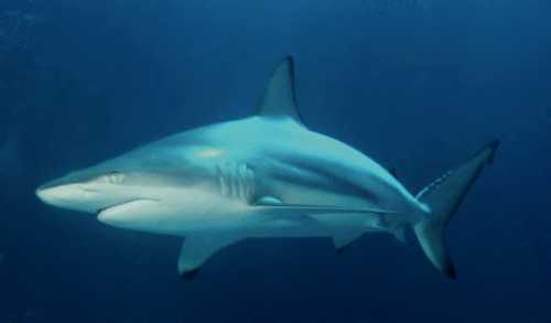 A sleek shark swimming gracefully through deep blue water.