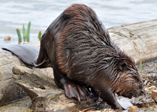 A wet beaver climbs onto a log near the water, showcasing its thick fur and flat tail.