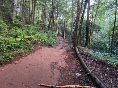 A winding dirt path through a lush green forest with trees on either side.