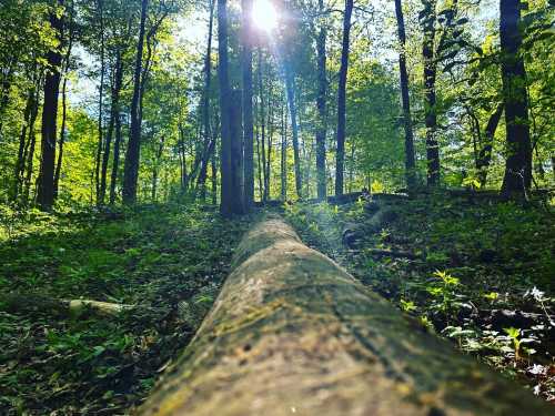 A sunlit forest scene with a fallen log in the foreground, surrounded by lush green trees and foliage.