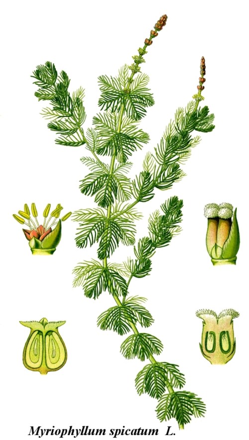 Illustration of Myriophyllum spicatum, featuring a detailed plant stem and flower structures.