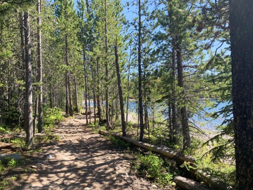 A serene forest path lined with tall trees, leading to a sunny lakeshore in the background.
