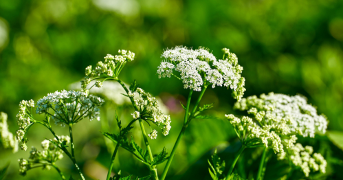 Delicate white flowers bloom amidst lush green foliage in a sunny outdoor setting.