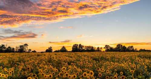 A vibrant field of sunflowers under a colorful sunset sky with scattered clouds.